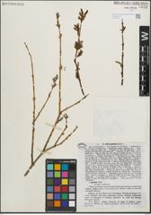 Foto von Salix purpurea L.